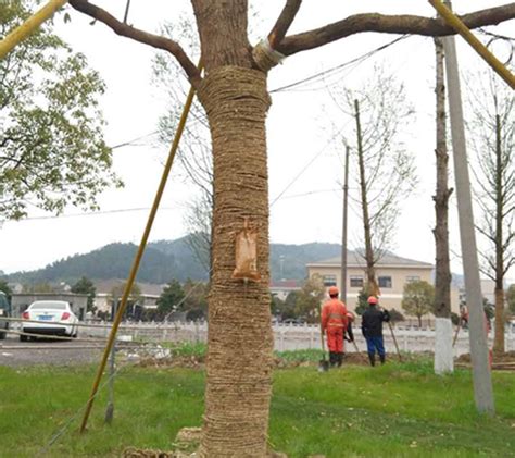 艺术家给树木支起一块大型幕布，只为给树拍张“证件照” - 捷后愚生 - 博客园