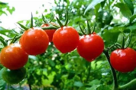 日光温室番茄栽培技术与病虫害防治技术研究|番茄|温室|植株_新浪新闻