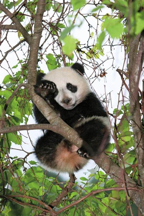 追踪野生大熊猫 | 中国国家地理网