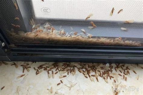 北京卫创信用评估有限公司：为什么要防治白蚁，防治白蚁有哪些好办法? - 知乎
