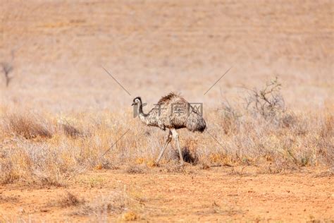 澳大利亚的鸸鹋鸟高清摄影大图-千库网