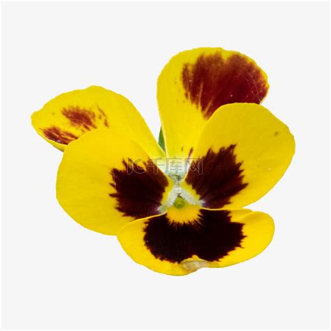 三色堇黄色自然特写素材图片免费下载-千库网