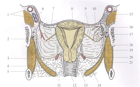 图3-3 盆腔冠状切面 (示意图)-妇产科临床解剖学-医学