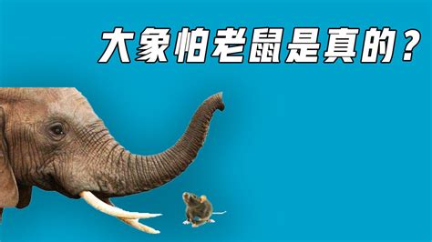 你知道大象的起源和进化吗？猛犸象公元前2000年才灭绝-搜狐大视野-搜狐新闻