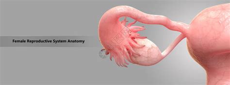 女生殖系统解剖插画图片下载-正版图片502726461-摄图网