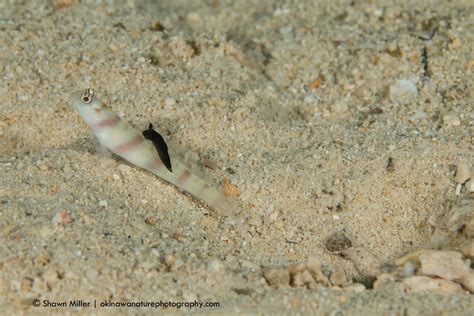 巴厘岛海底发现最萌软体动物 形似荧光兔子(图) - 济宁新闻网