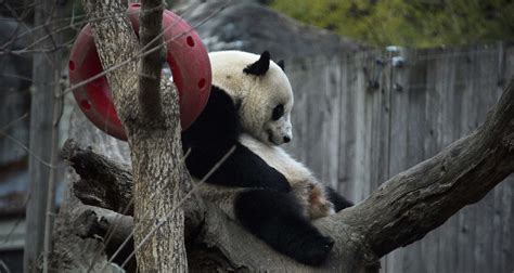 旅美大熊猫回国 美国民众依依不舍-中青在线
