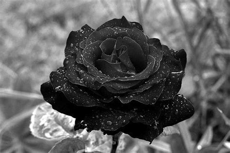 2022最新黑玫瑰图片唯美-黑玫瑰图片唯美大全-配图网