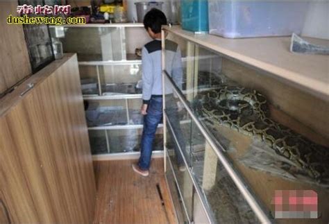 为何家中会出现大蛇？令人害怕！究竟有什么方法能防止蛇进家里？