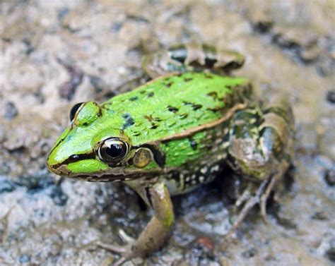 青蛙自然叫声,老青蛙叫声,青蛙叫声呱呱_大山谷图库