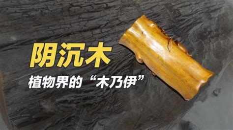 中国收藏网---新闻中心--打渔捞起五吨重阴沉木：有人欲出60万买下（图）