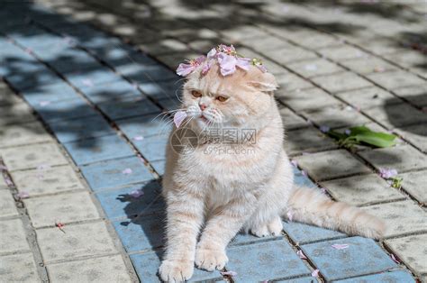 花与猫咪高清图片下载-正版图片501270236-摄图网