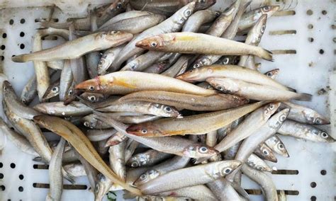 菜市场海鲜泛善可陈 河鲜鳜鱼和武昌鱼亮眼 活鳜鱼60元一斤