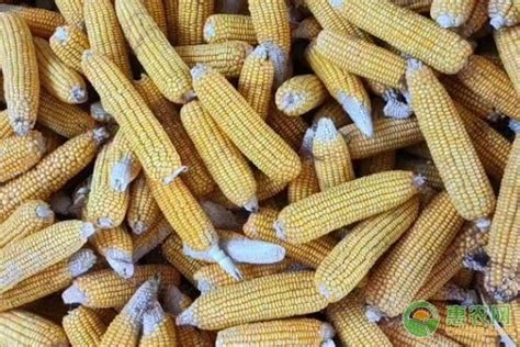 MC876玉米品种简介 - 惠农网