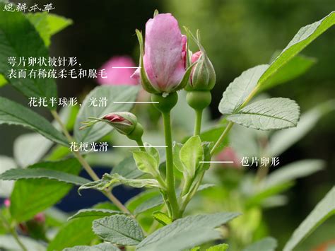 26种常见玫瑰花品种,月季品种4种,衬裙玫瑰(第10页)_大山谷图库