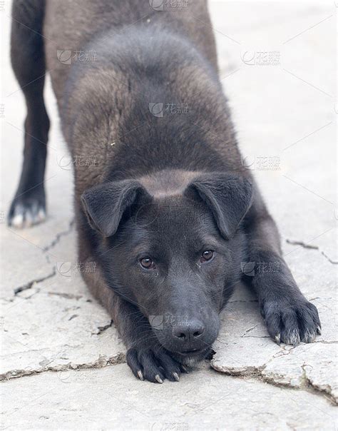 黑色狗狗总被歧视，没人收养被安乐死，其实黑狗有4大优点 - 知乎