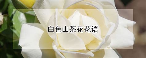 白玫瑰花语是什么意思-百度经验