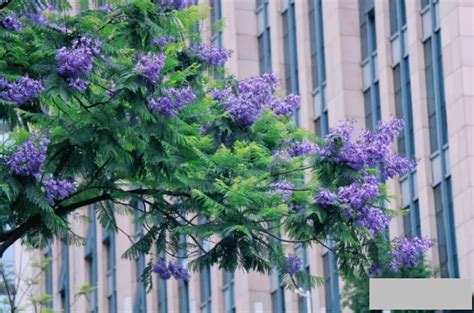 蓝楹花语是什么意思（蓝楹花的寓意和象征）-鱼捕头