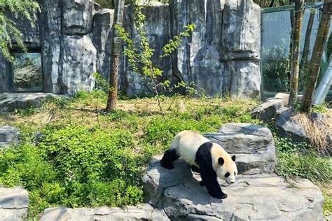 南京红山森林动物园国庆免费吗- 南京本地宝