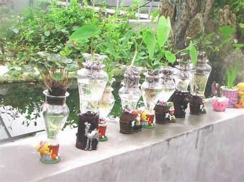 室内适合养的18种植物-行业新闻-中国花木网