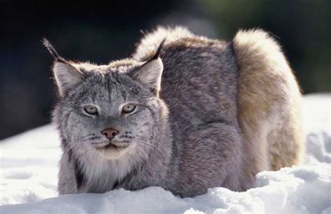 科学网—《山海经》中的古动物“九尾狐”是猞猁 - 王家冰的博文