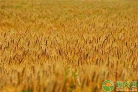 2022山东小麦价格多少钱一斤？ - 惠农网
