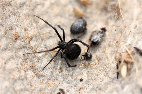 中国的黑寡妇（蜘蛛目Araneae 球蛛科Theridiidae 寇蛛属Latrodectus） - 知乎