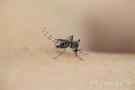【病媒生物防制】为什么蚊子老咬你？答案可能跟你想的不一样
