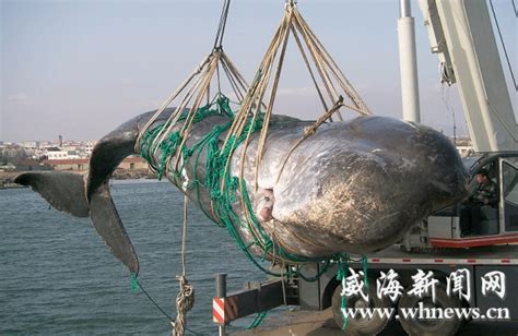 47吨重巨鲸在荣成“出海”(图) 今日胶东 烟台新闻网 胶东在线 国家批准的重点新闻网站