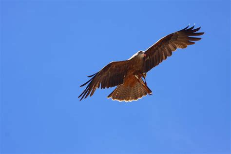 翱翔在天空的鸟儿高清图片下载-正版图片500812779-摄图网