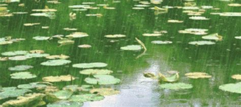黄梅时节家家雨，青草池塘处处蛙。