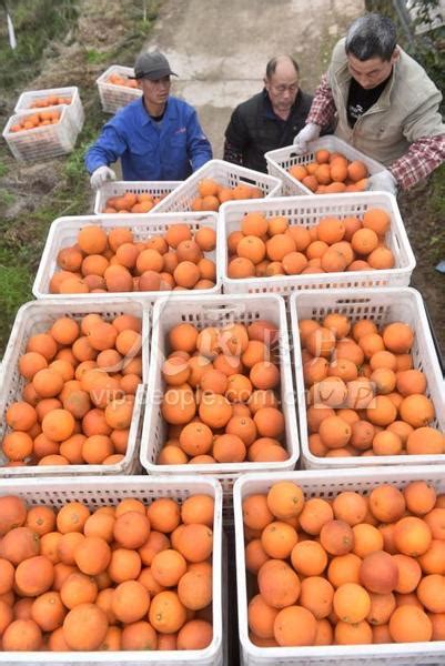 资中血橙1月即将首次出口泰国 | 国际果蔬报道