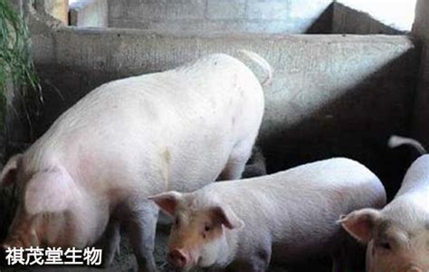 农村猪的图片,乡村土猪图片,农村家猪图片_大山谷图库
