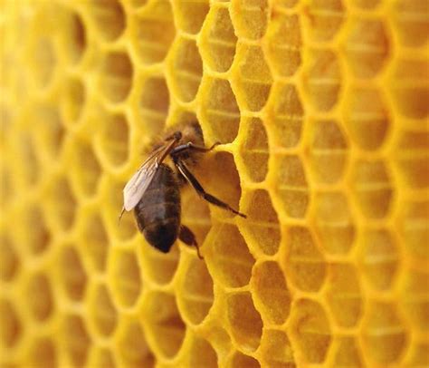 蜂巢(蜂窝) - 蜜蜂百科 - 酷蜜蜂