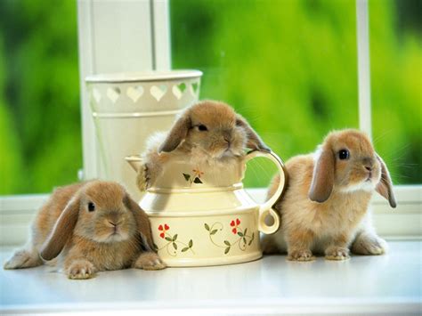 可爱兔兔(动物手机动态壁纸) - 动物手机壁纸下载 - 元气壁纸