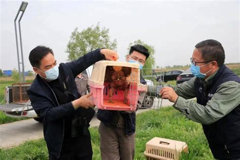 市动物园野生动物救护基地举办救助鸟类放飞活动_保护_宣传_关爱