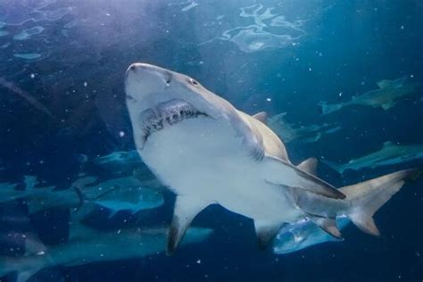 全球最凶猛的十大鲨鱼排名-大白鲨上榜(食物链终极猎手)-排行榜123网