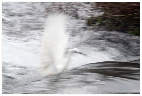 一只在暴雨中迷失方向和高度的白鹭-中关村在线摄影论坛