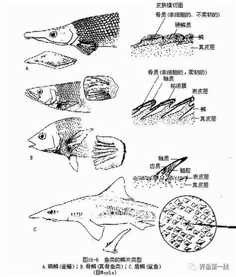 锦鲤鱼身体变白了什么原因(锦鲤鱼身体变白了什么原因造成的) - 观赏鱼 - 广州观赏鱼批发市场