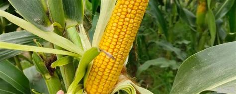 沃玉21玉米种简介产量如何 沉玉21玉米种生长简介 - 达达搜