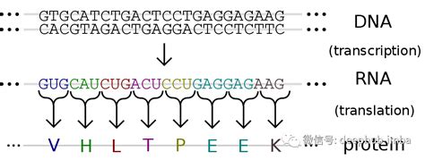 DNA序列图册_360百科