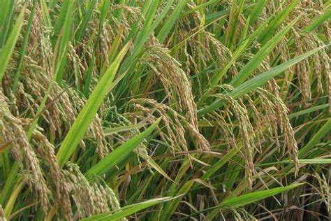 千人计划学者创建新型水稻杂交育种技术体系—论文—科学网