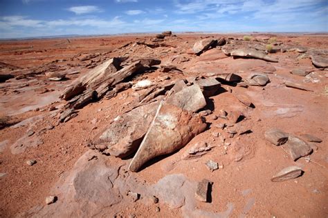 美国西部恐龙坟场：疑似数百具恐龙骨骼化石，这儿发生了什么？