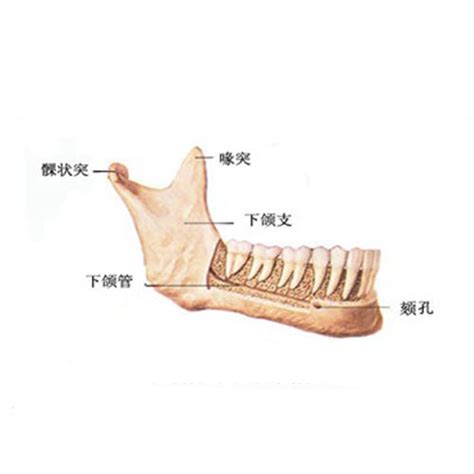 下颚在哪个位置图图片 下颚在哪个位置图图片