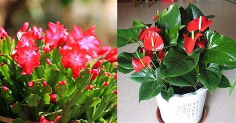 哪些花可以种在室内,适合室内养的花有哪些,适合屋里种的花_大山谷图库