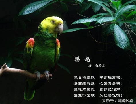 中国十大名鸟：百灵/画眉/绣眼等(第一为鸟中歌手)_奇趣解密网