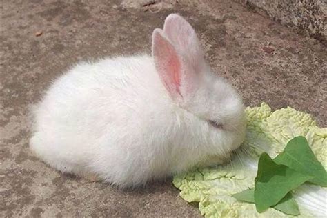 可爱兔兔吃水果，和你一起清凉一夏_OMG!-梨视频官网-Pear Video