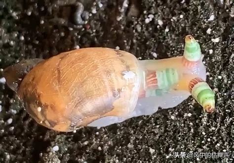 很不起眼的蜗牛有什么惊人的秘密呢？你知道它的牙齿有多少颗吗？