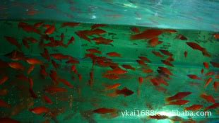 热带观赏鱼_羽一热带淡水观赏鱼养殖场批发热带鱼金波子 - 阿里巴巴
