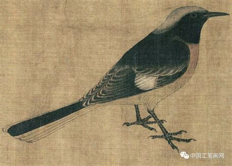 写生珍禽图的作者图片
